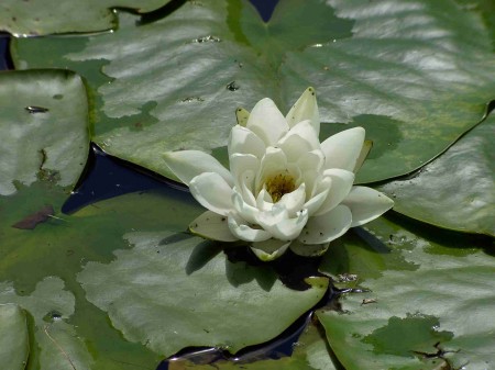 Nénuphar blanc